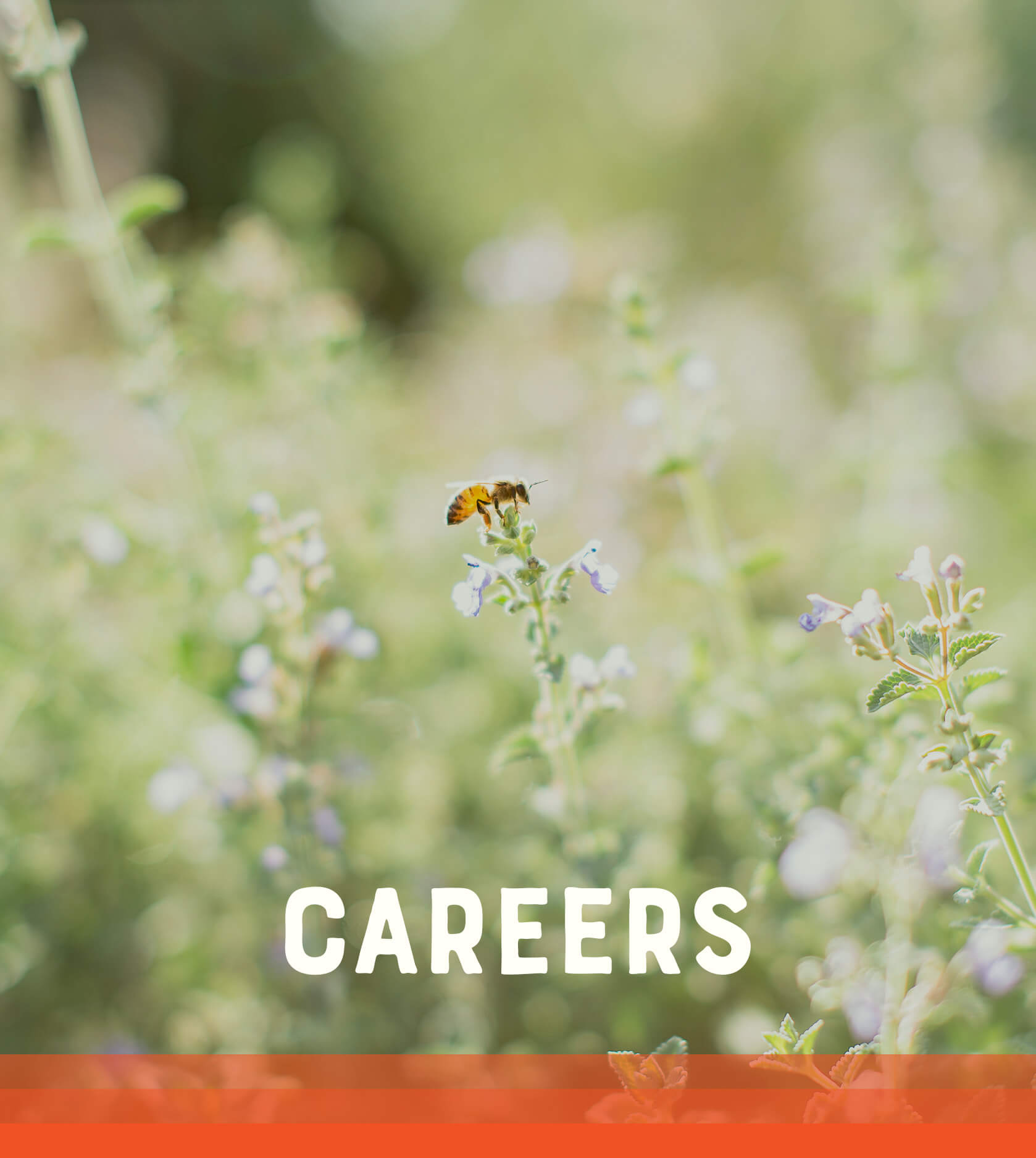 Bee flying over blooming flowers with, CAREERS text overlay.