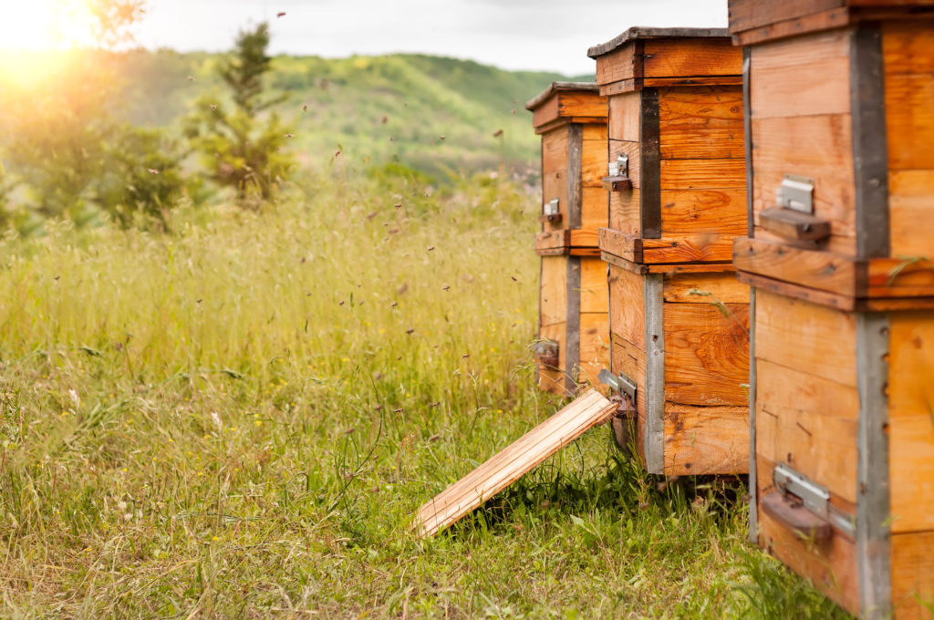 Wooden bee hives in a sunlit field with bees flying around, set against a backdrop of green hills and a clear sky. Wooden bee hives in a sunlit field with bees flying around, set against a backdrop of green hills and a clear sky.