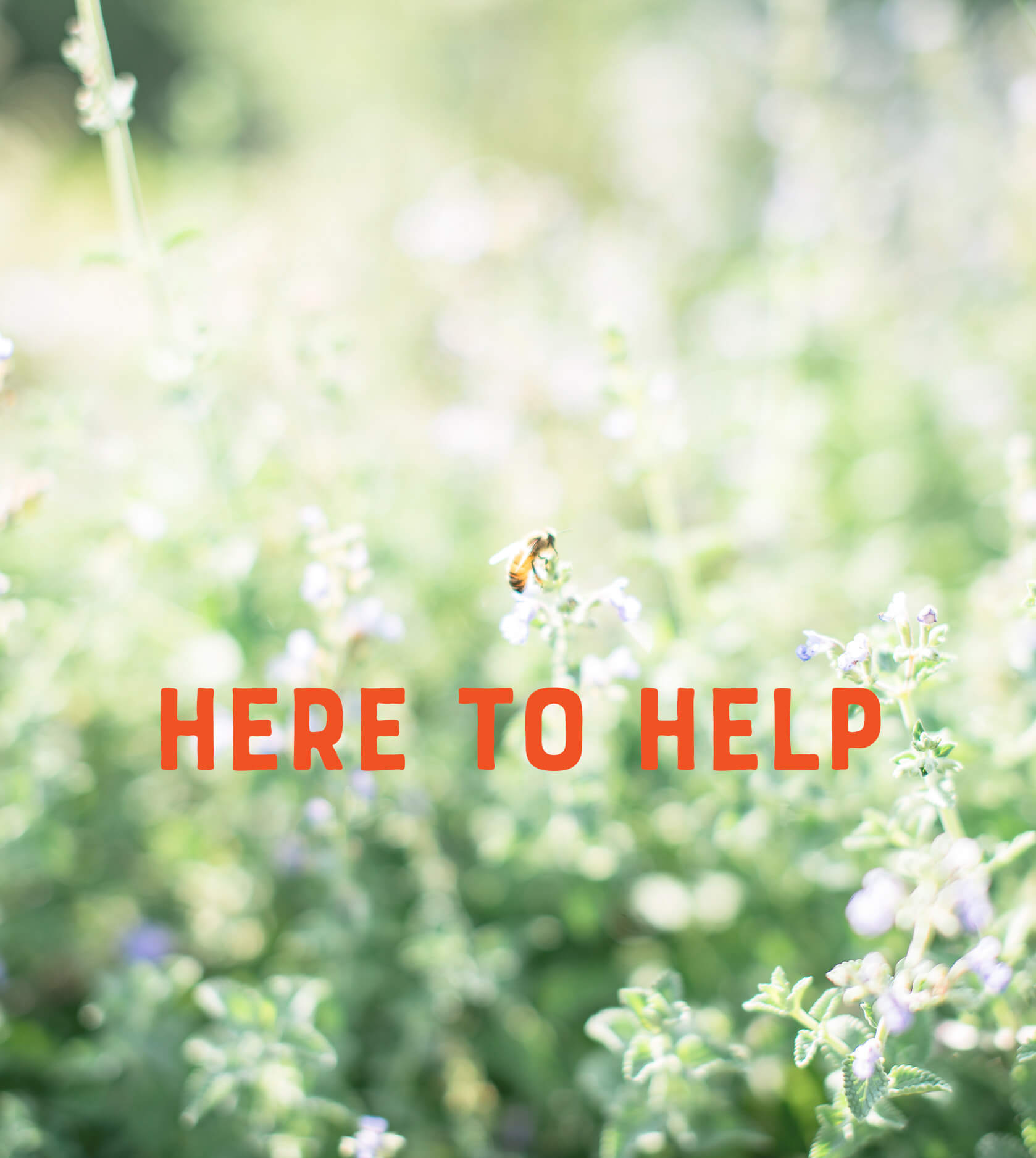 Text ‘Here to Help’ in bold orange letters over a background of green plants and small flowers.
