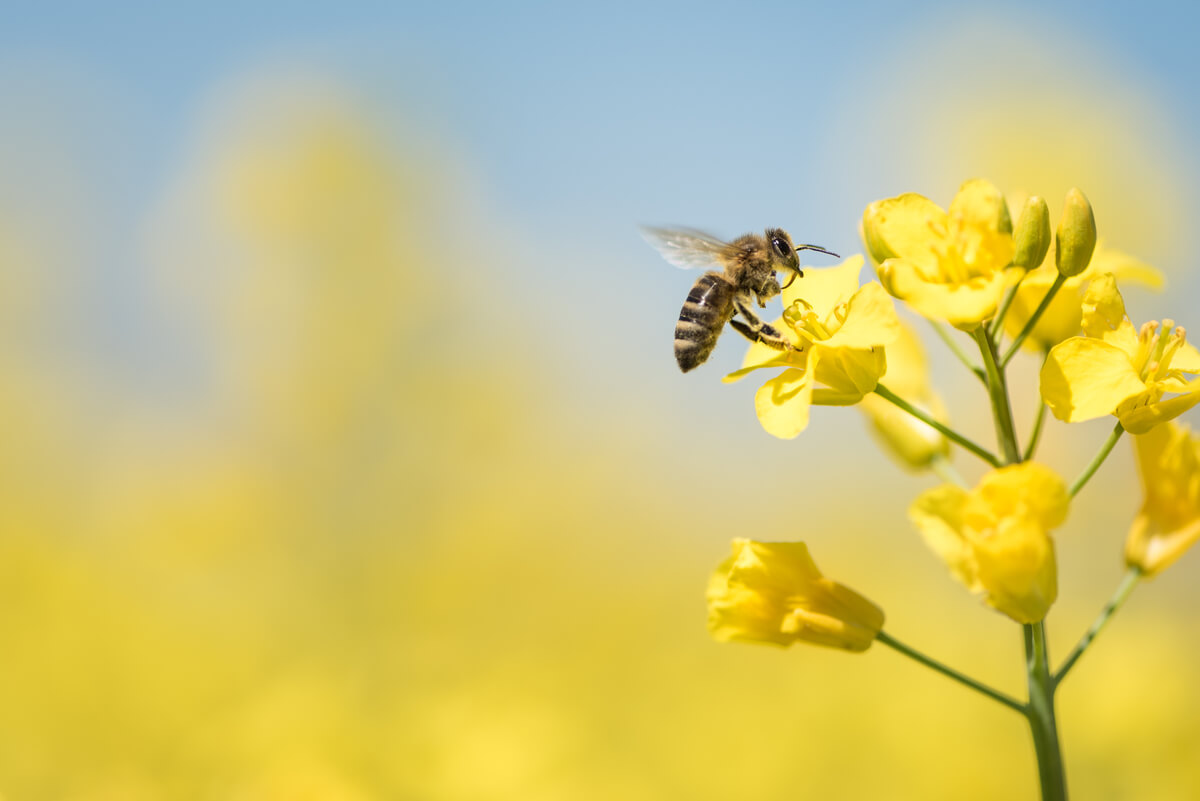 Bee pollinating yellow flowers against a blurred background.