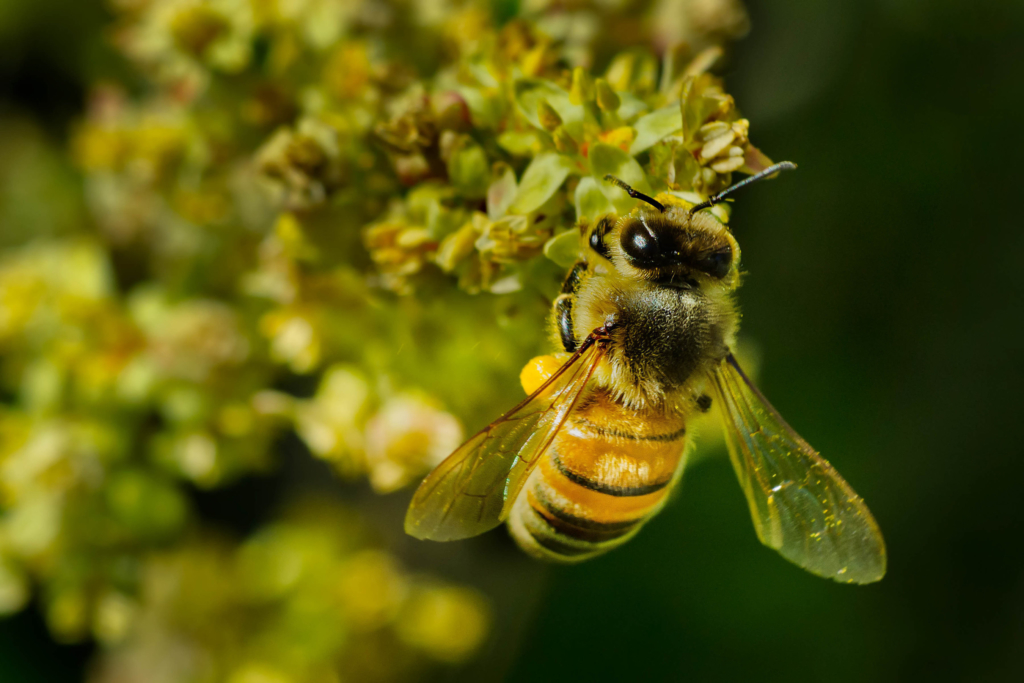 A honey bee on a flower with a blurred green background. A honey bee on a flower with a blurred green background.