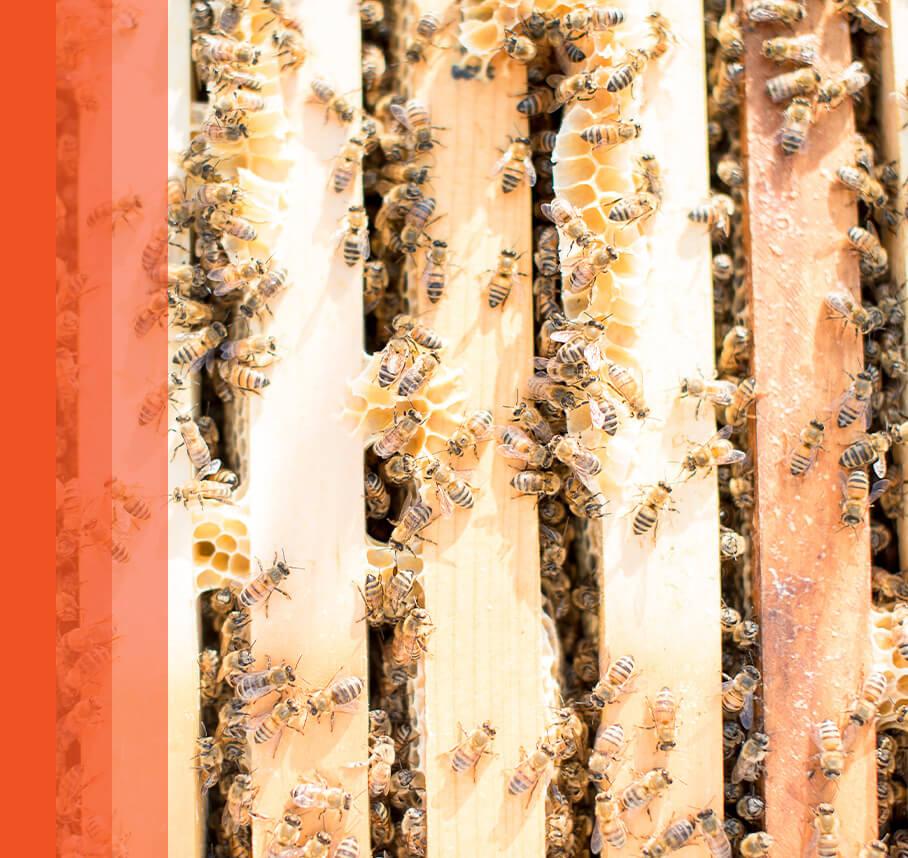 Bees on the wooden honey frames of a beehive.