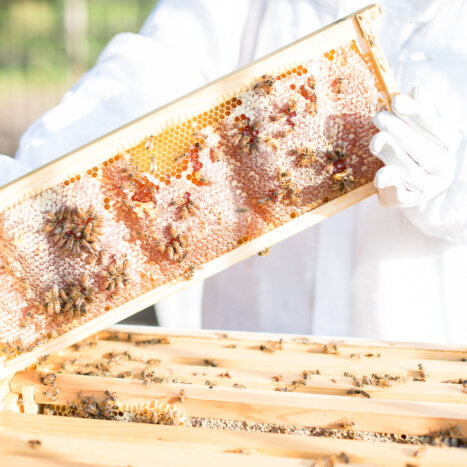 The Story behind Nate’s Hives