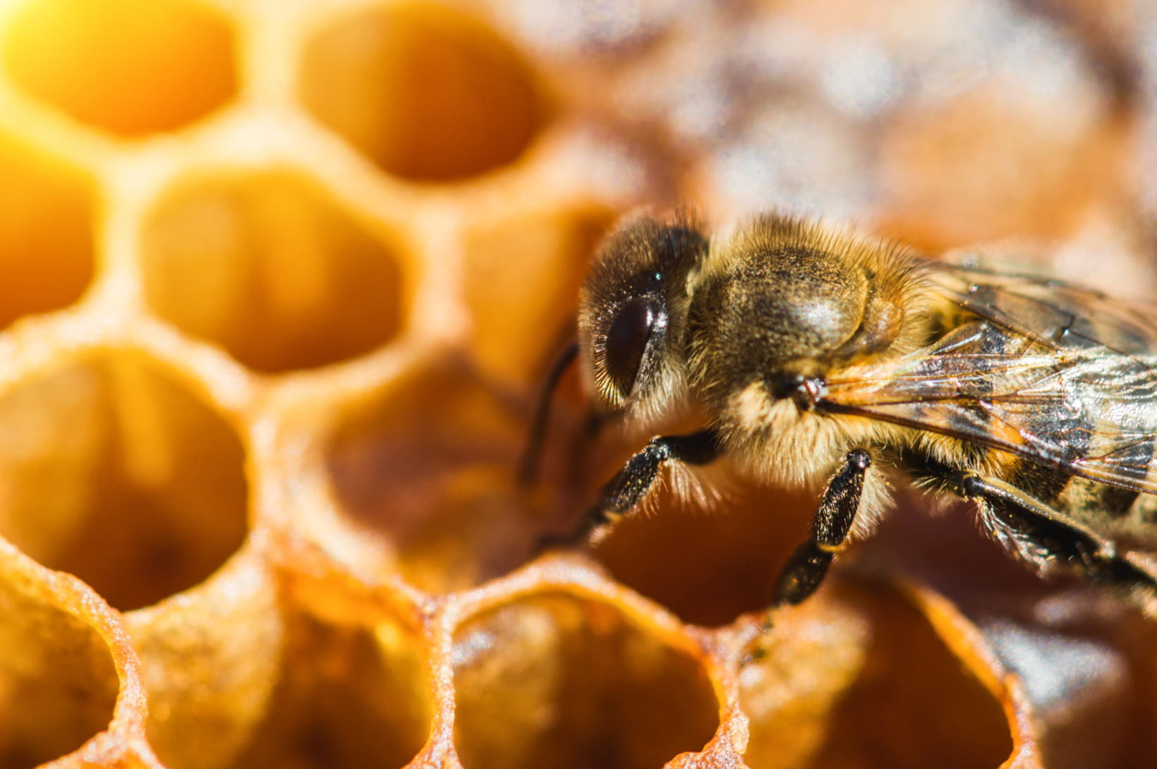 Close-up of a bee on honeycomb cells.