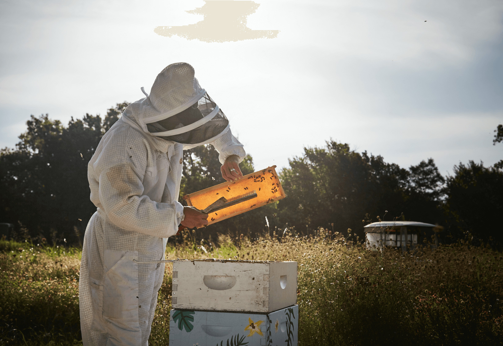 A beekeeper in a protective suit inspects a honeycomb frame near beehives in a sunny field.